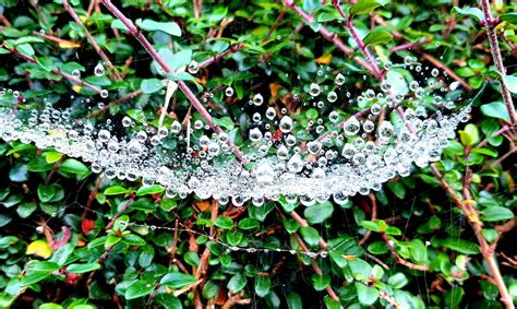 These Water Droplets In A Spiders Web R Mildlyinteresting