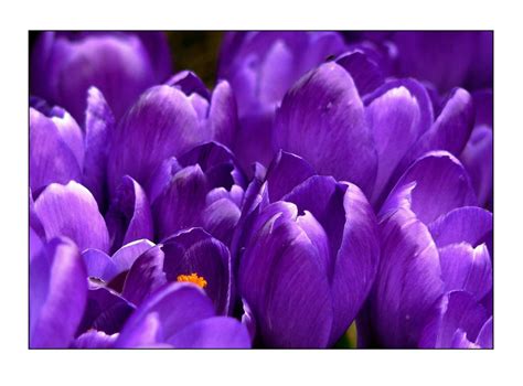 Free Images Nature Blossom Light Purple Petal Bloom Tulip