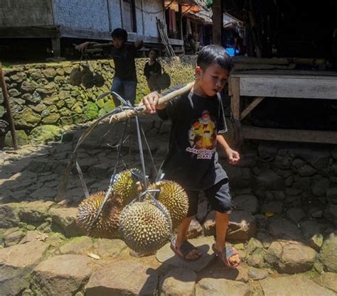 Durian Bikin Kolesterol Tinggi Mitos Atau Fakta Begini Penjelasan Ahli