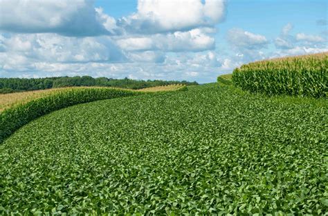 Soybean Crops