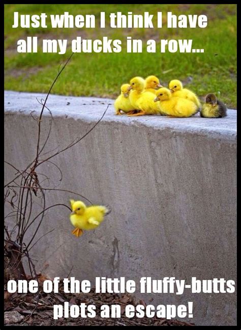 Ducks In A Row Funny Memes