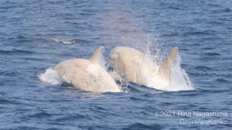 In Rare Wildlife Encounter Whale Watchers Spot Two White Killer Whales