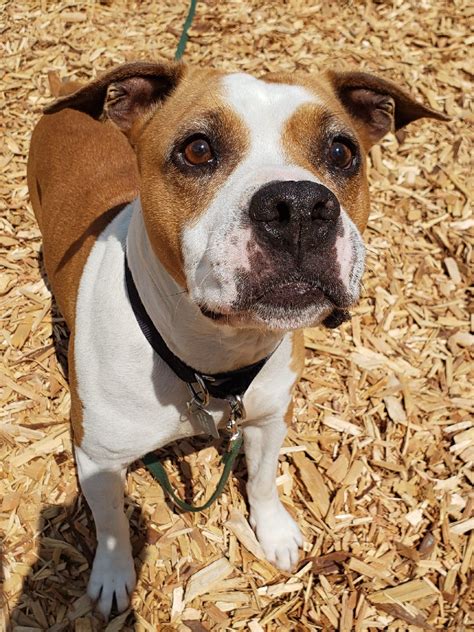 Brown And White Pitbull Boxer Mix