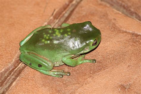 Litoria Caerulea Green Tree Frog A Photo On Flickriver