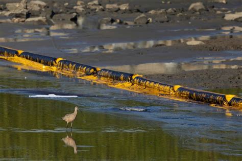 California Rushes To Contain Oil Spill As Wildlife Beaches Hit Ibtimes