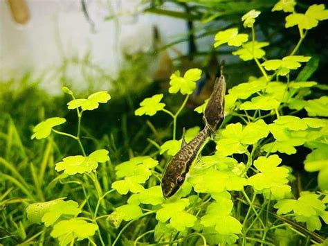 Otocinclus Catfish Guide: Size, Care, Food & Tank Mates