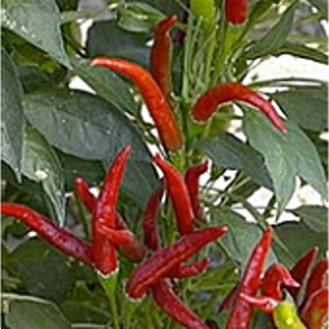 Thai Hot Culinary Hot Peppers Seeds Etsy