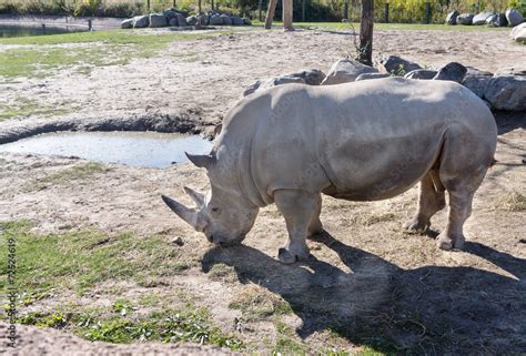 Rhinoceros in Zoo Stock Photo | Adobe Stock