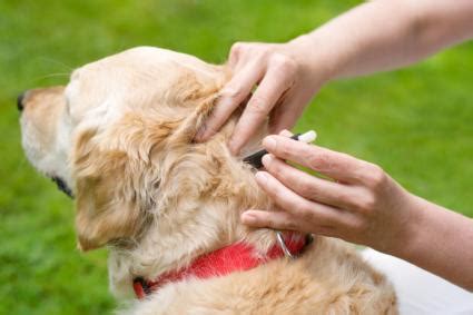 How to Remove a Tick from a Dog | LoveToKnow