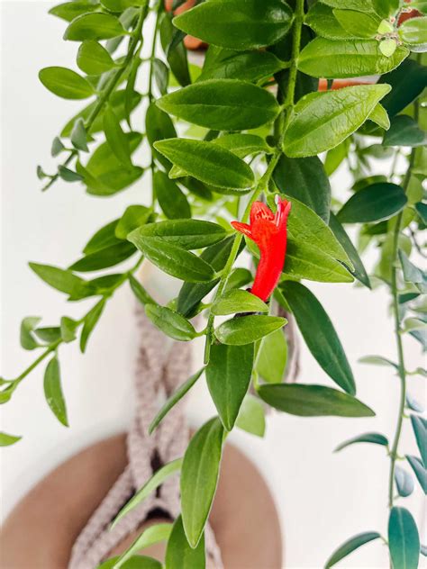 Care Guide for the Lipstick Plant — The Green Mad House