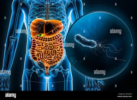 Human Digestive System And Gastrointestinal Tract And E Coli Bacteria 3d Rendering Illustration