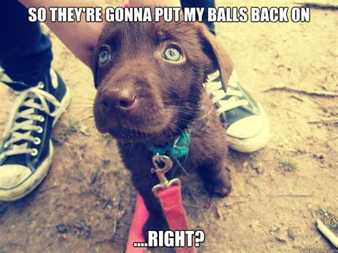 So They're gonna put my balls back on ....right? - Naive Puppy - quickmeme