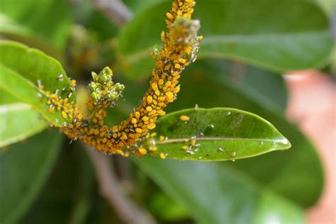 What Do Aphids Eat And How Do They Affect Plants