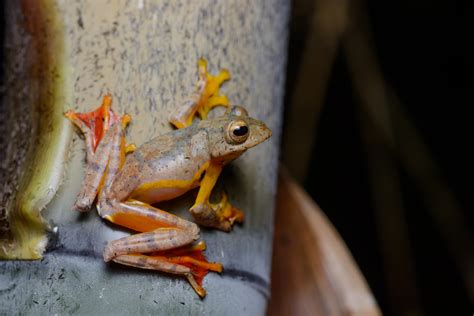 Red Webbed Treefrog Rhacophorus Rhodopus