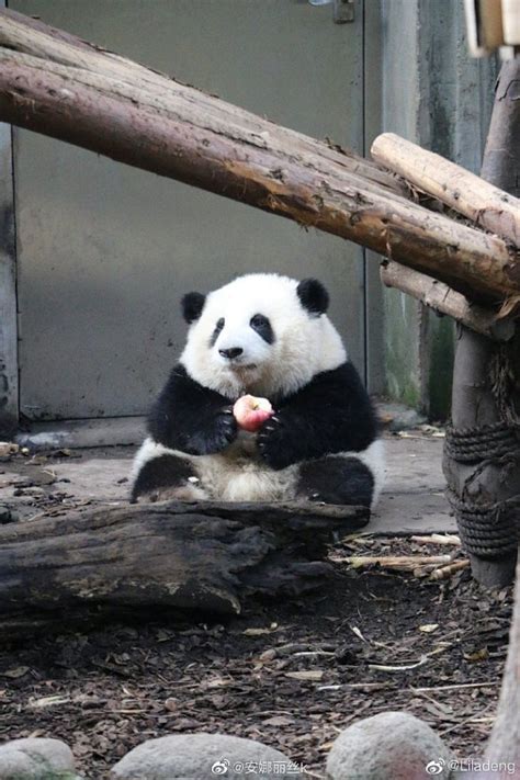 大熊猫和花超话 我们的花花和其他熊不是一个物种 她是个饭 团 图有来源水印