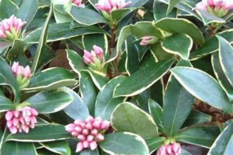 What Diseases And Insect Pests Do Daphne Odora Have And How To Control