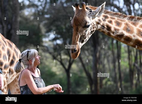 Feeding the giraffes at Giraffe Manor, Nairobi, Kenya, East Africa ...