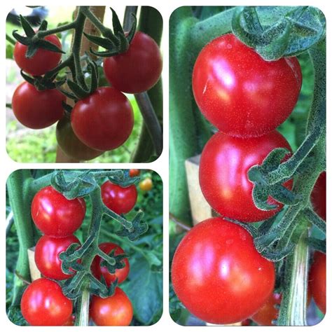 Tomaten F Rs Freiland Robuste Und Regentolerante Sorten Samen Zum