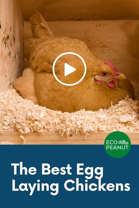 Best Egg Laying Chickens Up To Eggs Yearly Egg Laying