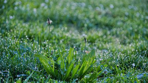 Closeup View Grass Plants Macro Water Drops Rose Wallpaper Green