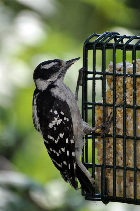 Choosing a Bird Feeder | Audubon New York