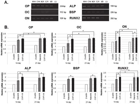 Osteogenic Gene Expression Comparison Of Osteogenic Gene Expression In