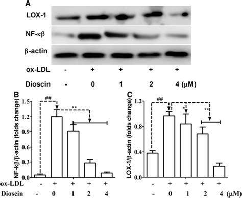 Effects Of Dioscin On Lox And Nf B Expression In Ox Ldl Treated