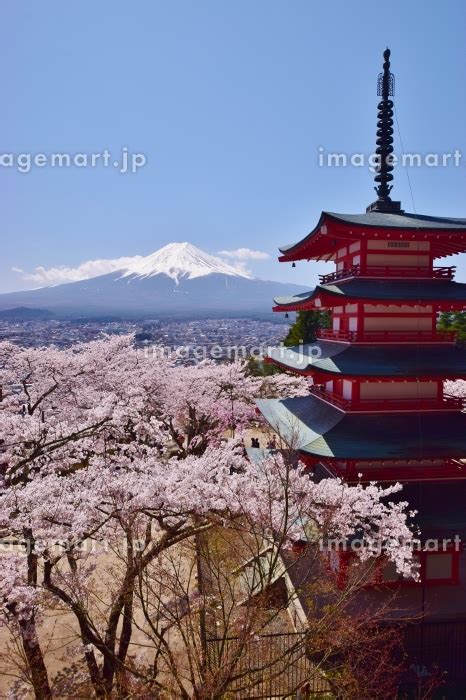 桜と富士山と五重塔 新倉山浅間公園の写真素材 207584644 イメージマート