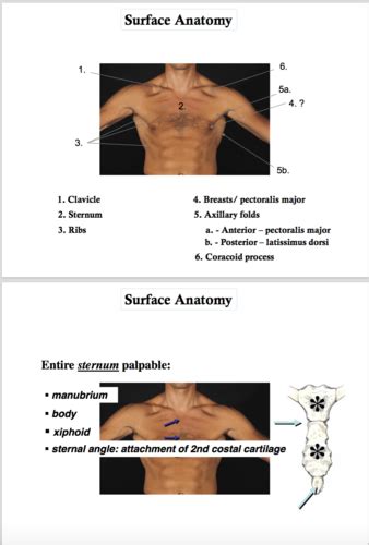 17 Pectoral Region And Breast Flashcards Quizlet