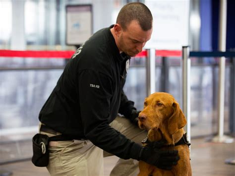 What Are Tsa Dogs Trained For