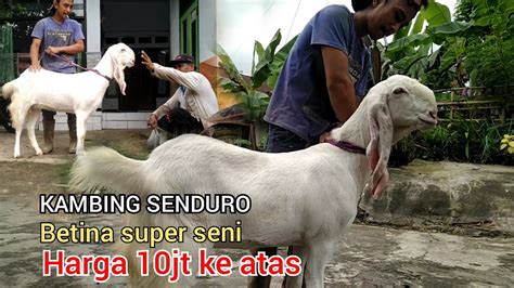 Kambing Senduro Betina Kelas Seni Harga Jt Ke Atas Youtube