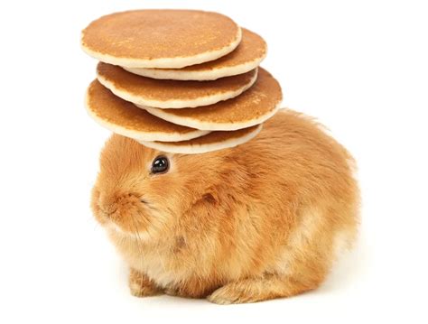 Bunny With Pancakes On Its Head Fandom