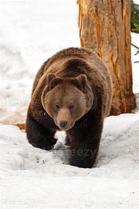 brown bear on the snow background 12229454 Stock Photo at Vecteezy