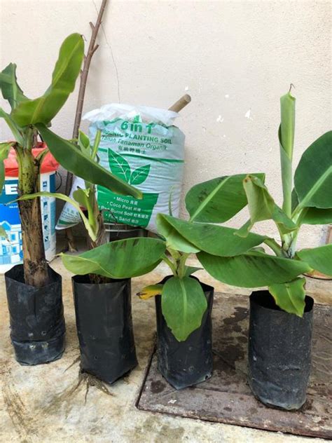 Dwarf Green Cavendish Banana Saplings Pisang Serendah Lazada