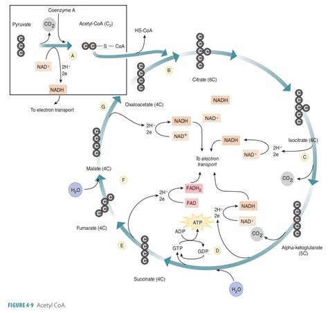 Metabolic Pathways - Cellular Metabolism