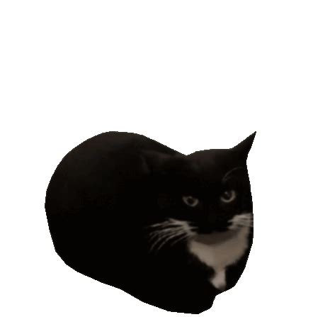 Maxwell Maxwellthecat Sticker – Maxwell Maxwellthecat Maxwell Cat ...