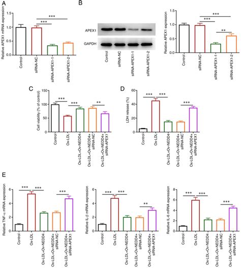 NEDD4 Attenuates Oxidized Lowdensity Lipoproteininduced Inflammation