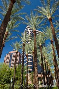 Palm Trees And Blue Sky Phoenix Arizona 23177