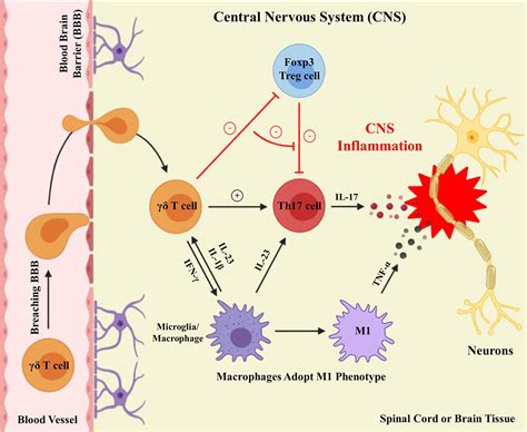 Gamma Delta T Cell Therapy