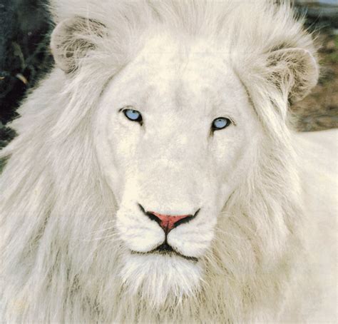 Stunning Albino Animals Albino Lion Animals