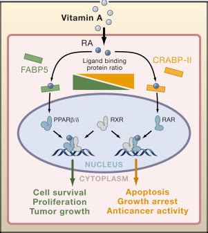 Guiding Ligands To Nuclear Receptors Cell