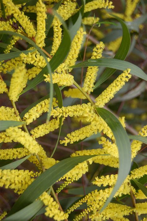 Wattles The Incredible Native To Welcome Spring With — Wild Plants