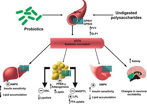 Potential Biological Effects Of SCFAs In Humans AMPK Kinase