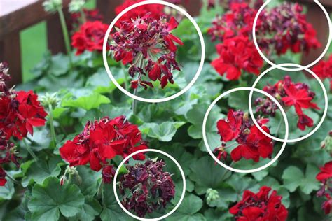 Deadheading Geraniums Momcrieff