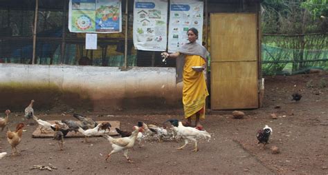 Desi Chicken Empowers Odishas Tribal Women