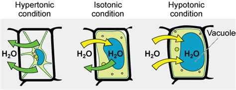 Reading Passive Transport Biology Early Release