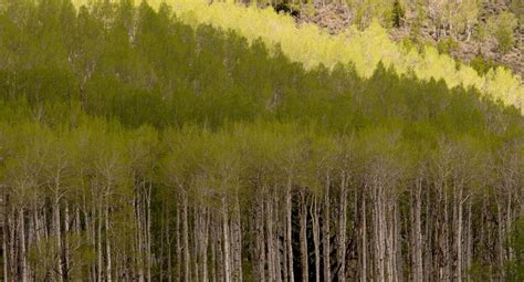 I Spread Why Utahs Pando Tree The Largest In The World Is So