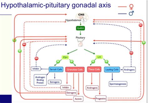 E Hormonal Control Of Sexual Differentiation Paeds Flashcards