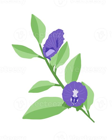 Set Of Butterfly Pea Floral Frame Background 17399009 Png