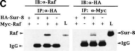 The Leucine Rich Repeat Protein Sur 8 Enhances Map Kinase Activation